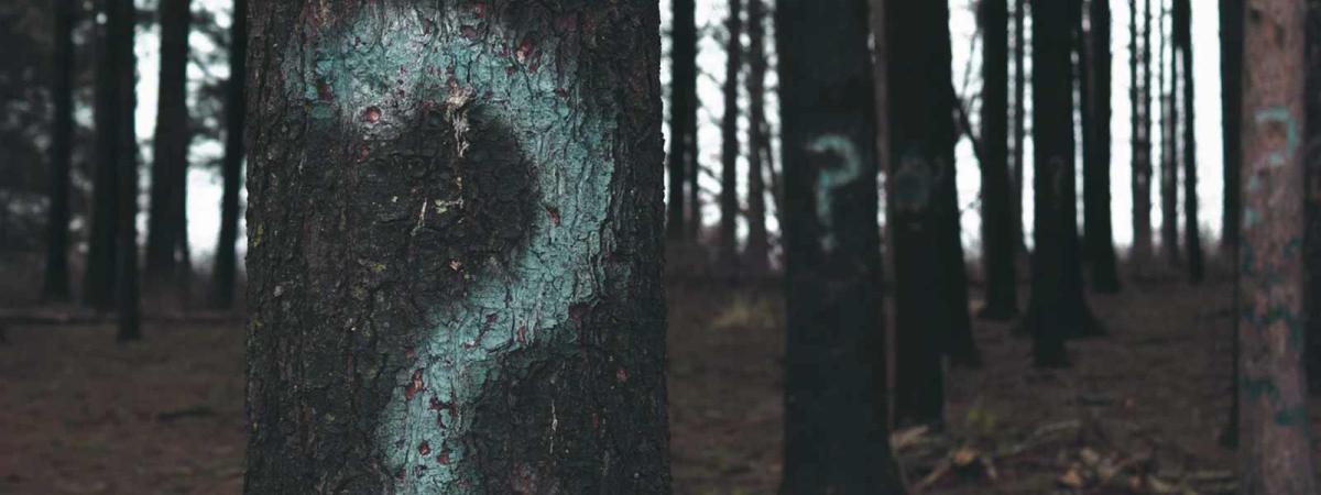 Psychology Program at Minneapolis College A forest of trees with question marks painted on them