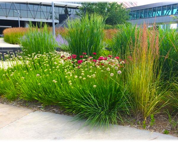 Landscaping at Minneapolis College